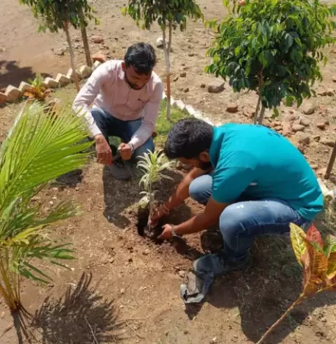 Tree plantation